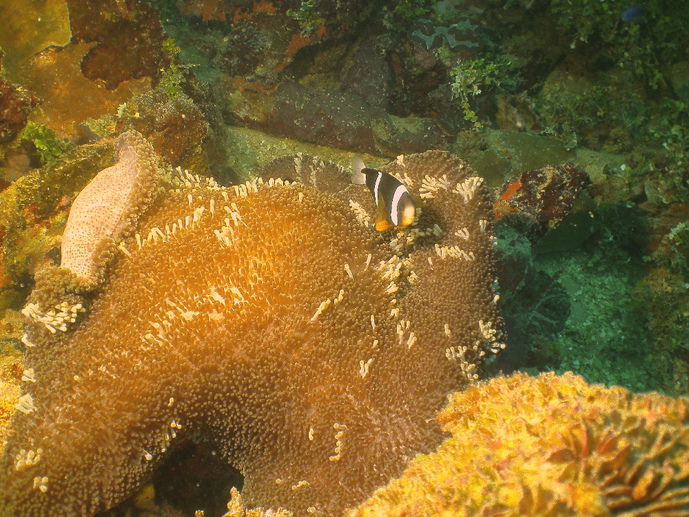 MICRONESIA