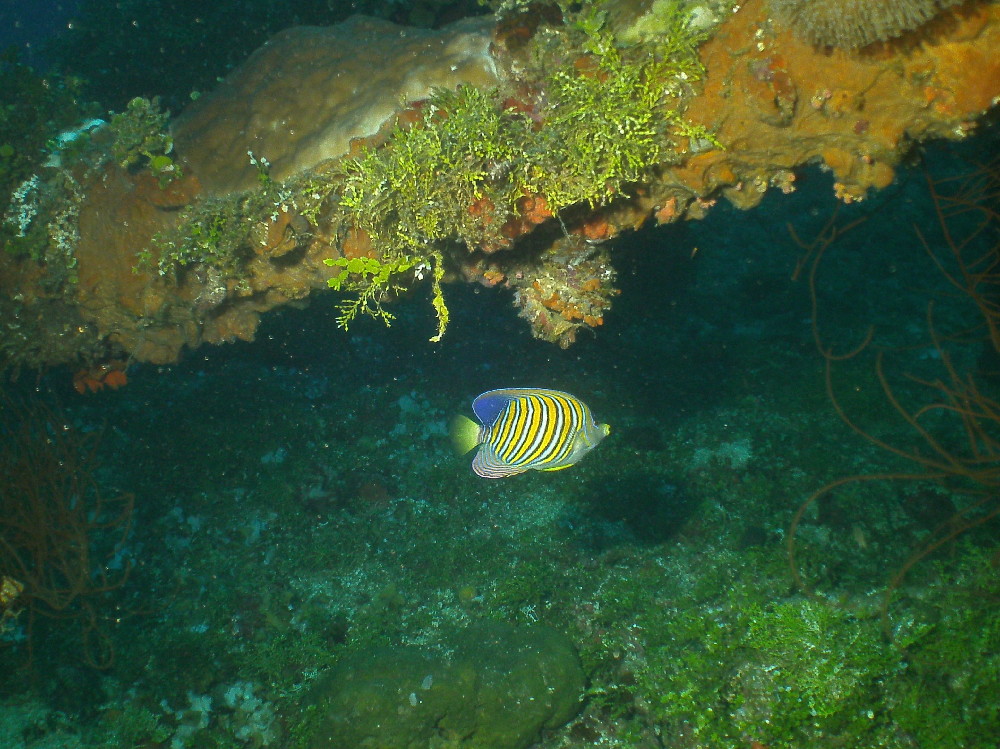 MICRONESIA