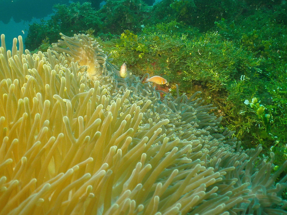 MICRONESIA