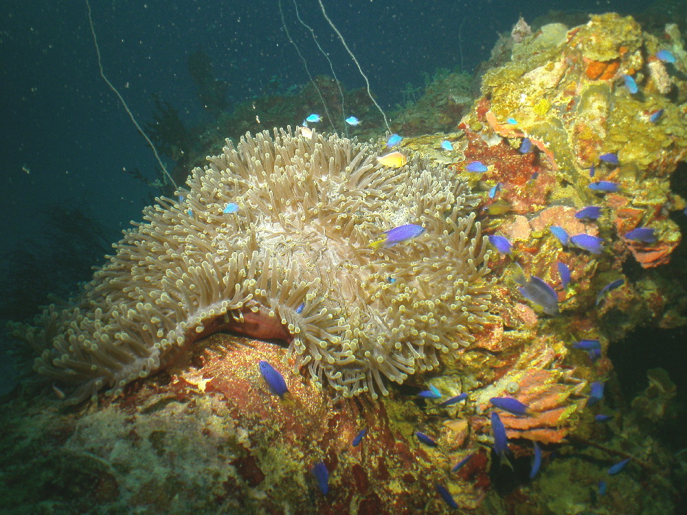 MICRONESIA