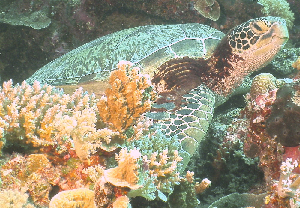 MICRONESIA