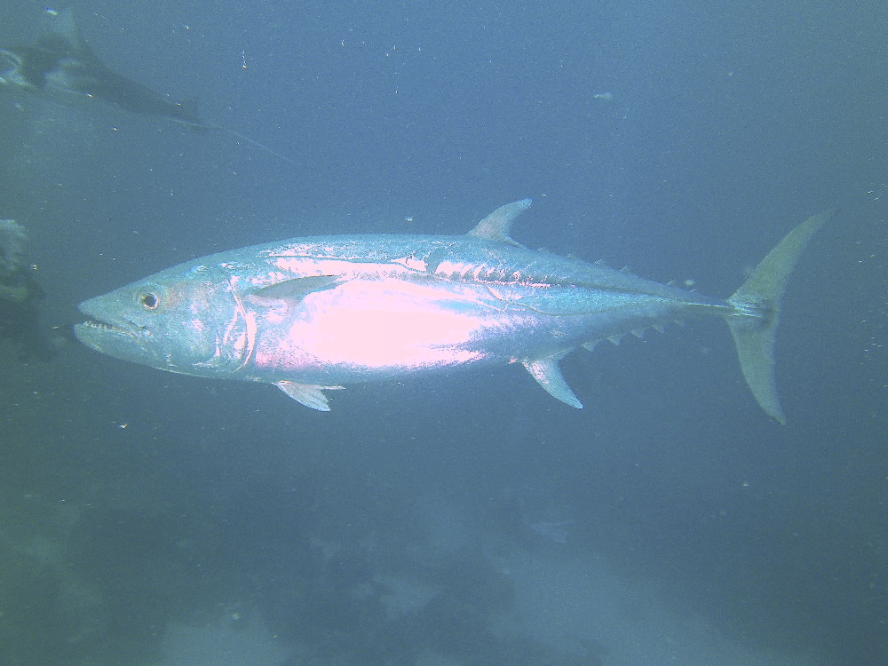 MICRONESIA