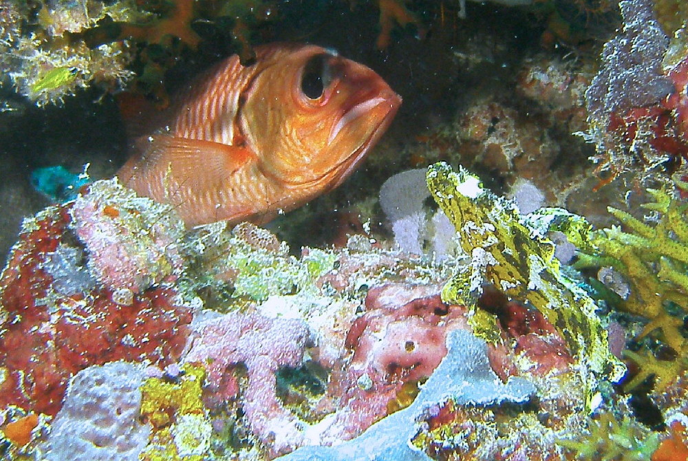 MICRONESIA