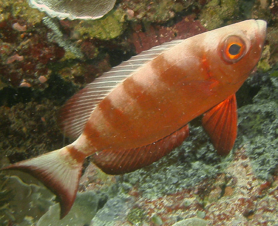 MICRONESIA