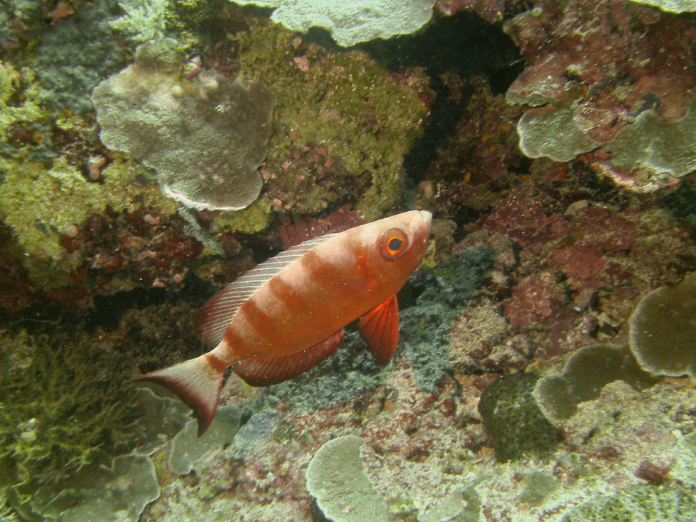 MICRONESIA