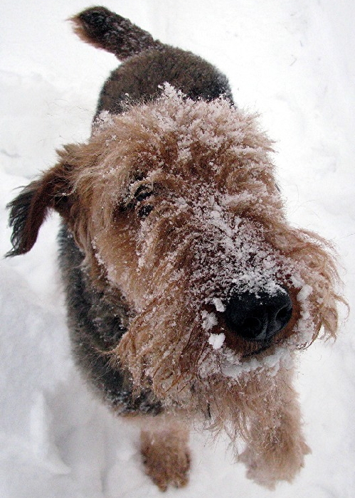 Southwest airedale 2024 terrier rescue