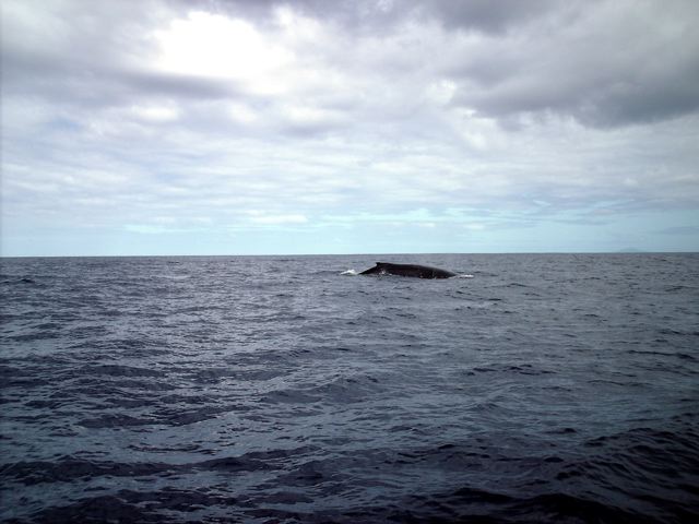 Tonga