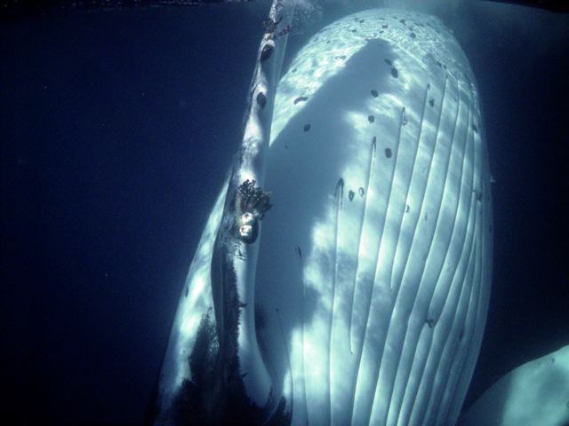 Tonga