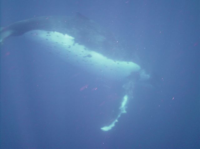 Tonga