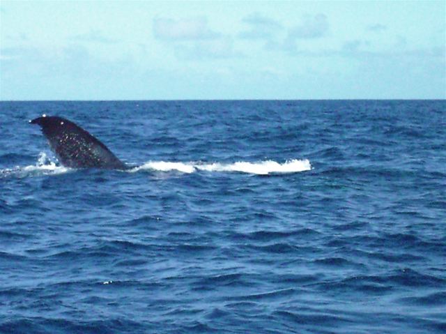 Tonga