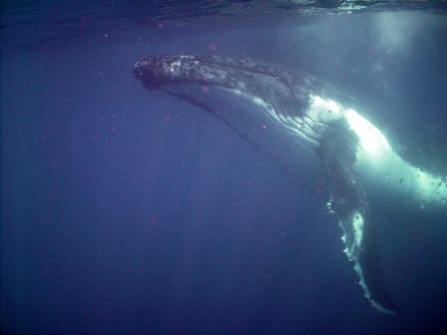 Tonga