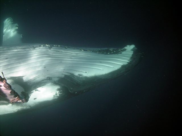 Tonga