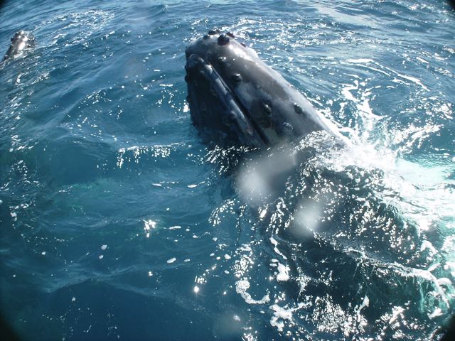 Tonga