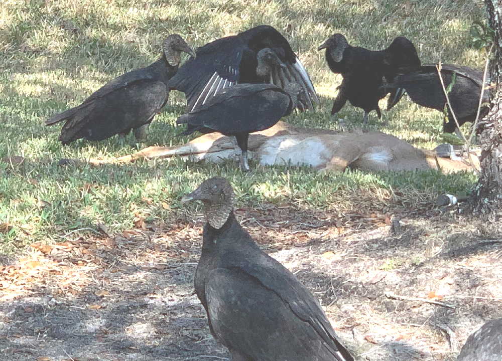 VULTURES