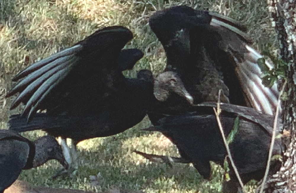 VULTURES