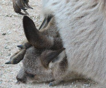 Wombat