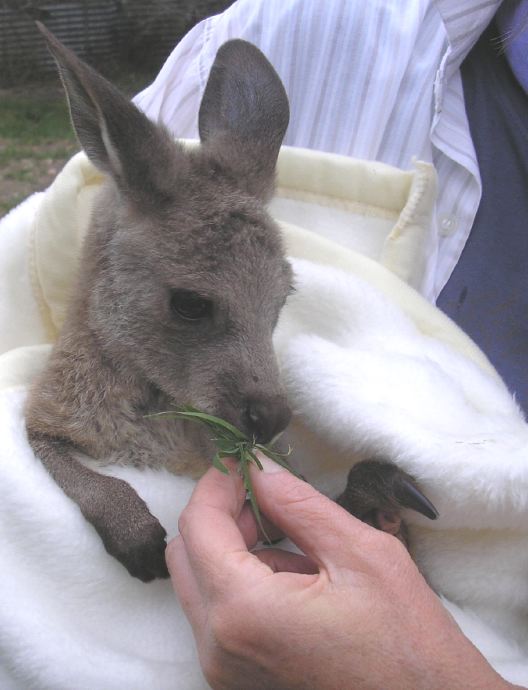 Wombat